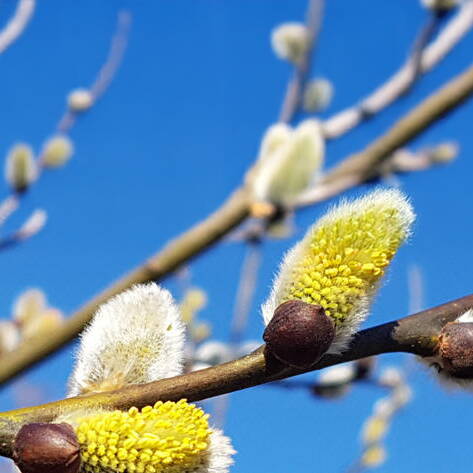 fruehling_2025.jpg fruehling_2025.jpg